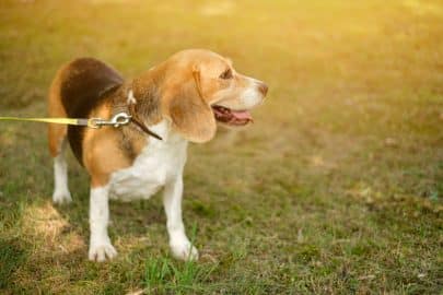 A thoroughbred dog beagle with a collar and on a leash stands and looks away