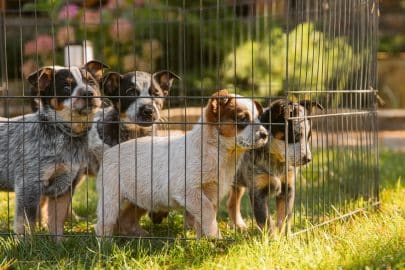Alle ins en outs over hondenfokkerij en de juiste keuze maken