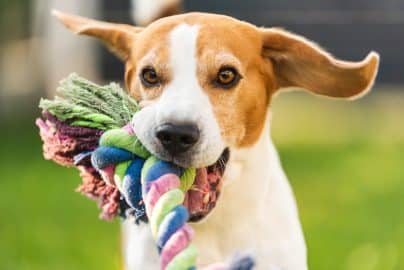 Beagle dog run outside towards the camera with colorful toy.