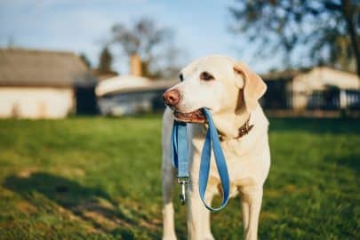 De beste hondenriemen voor veilige wandelingen