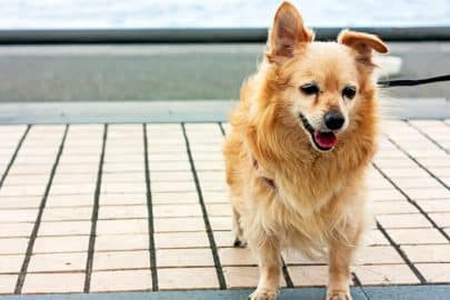 Ginger cute senior dog takes a walk on the seafront. Portrait of smiling senior dog.