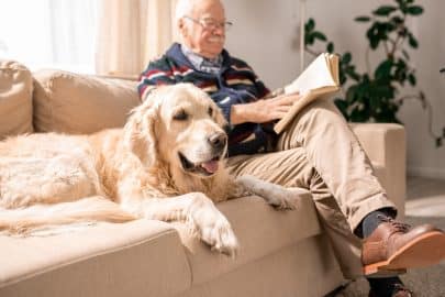 De bijzondere band tussen honden en ouderen in verzorgingstehuizen