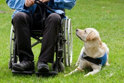 Labrador guide dog and his disabled owner