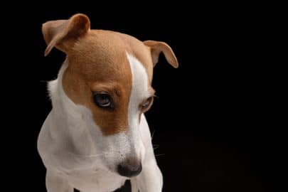sad dog Jack Russell terrier, unhappy dog on a black background, offended dog