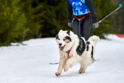 Skijoring dog racing, Winter dog sport competition