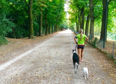 De beste manieren om je hond gezond en fit te houden