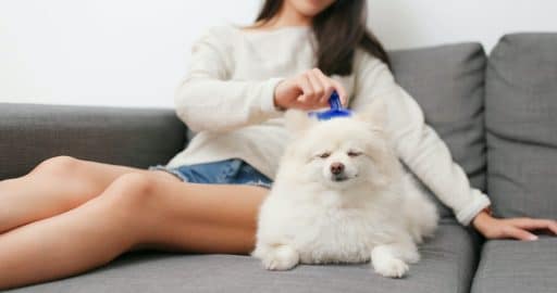 Verzorg de vacht van je hond met deze effectieve borstels en kammen
