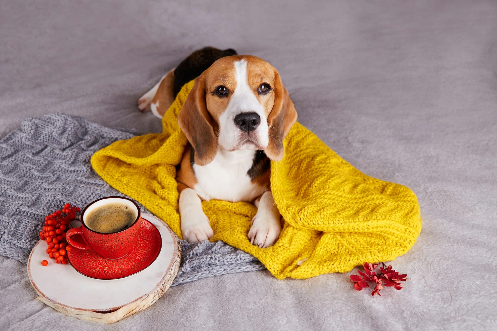 A cute beagle dog in knitted clothes is lying on the bed.