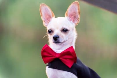 A little dog with tuxedo