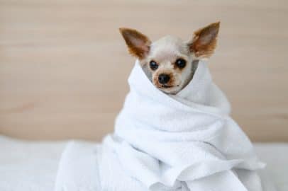 a small dog after taking a bath sits wrapped in a white towel.