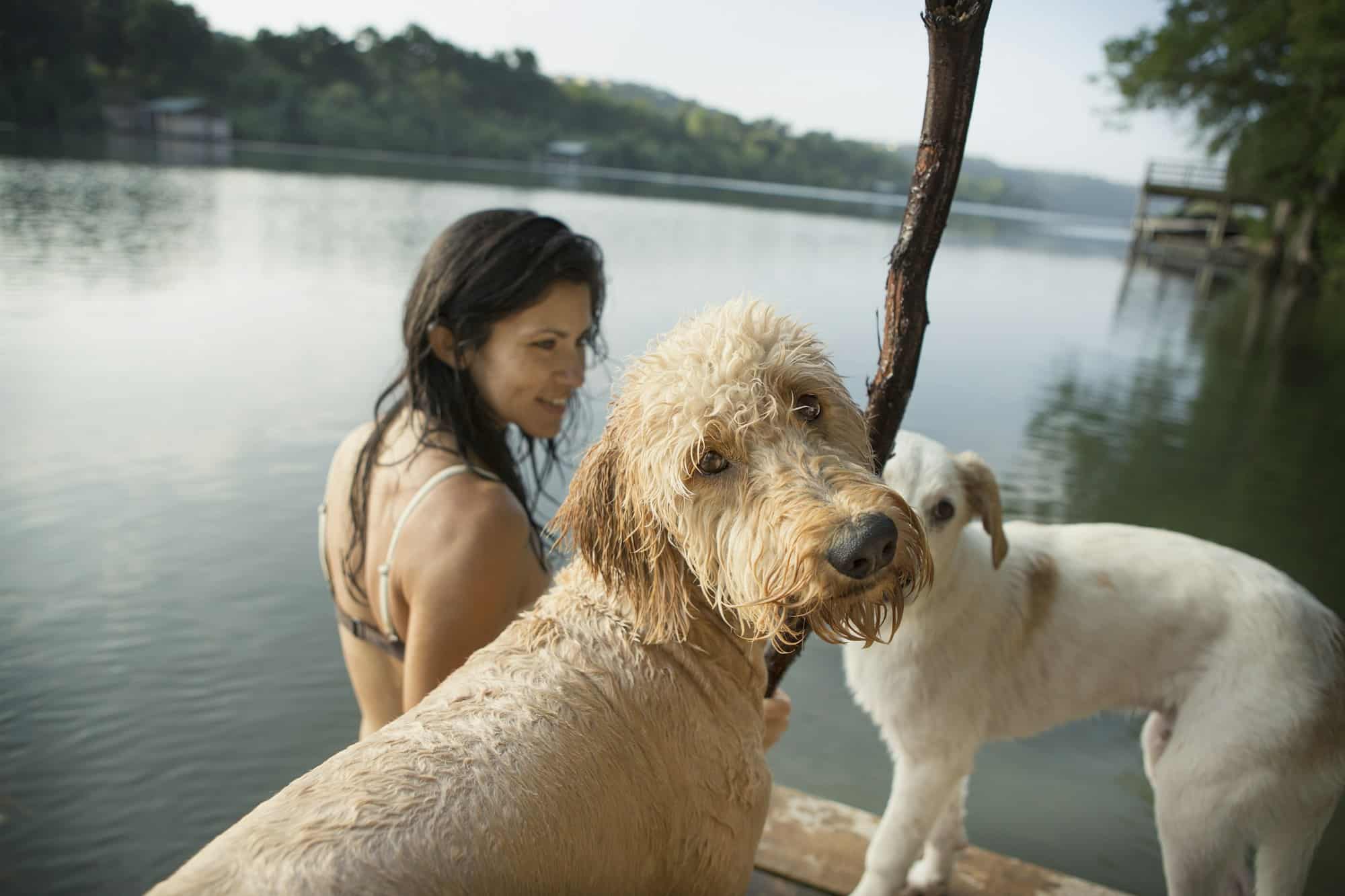 Verzorg de vacht van je hond met deze kwalitatieve borstels