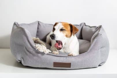 A yawning dog, jack russell terrier lying in a gray pet bed on a light background.