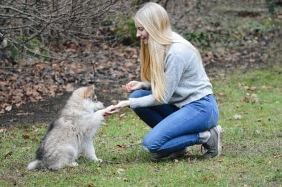 A young blonde woman training a Finnish Lapphund puppy