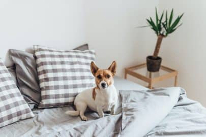 Adorable dog in bed