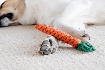 adorable dog sleeping on the rug next to the favorite toy