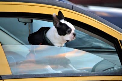 Adorable dog traveling in car road trip