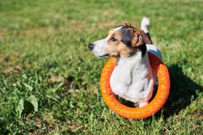 Adorable dog with toy on grass