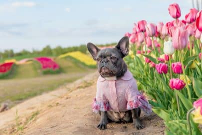 Adorable French bulldog in a colorful field of tulips with vibrant hues Dressed dog Dog clothes