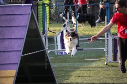 Agility dog