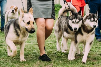 Alsatian Wolf Dog Or German Shepherd Dog And Two Husky Dog Runni