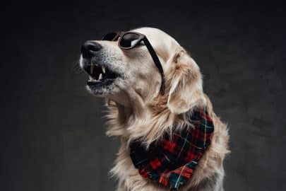 Angry scottish dog with sunglasses and neck scarf in dark background