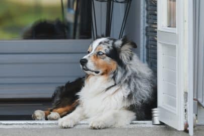 Australian Shepherd dog