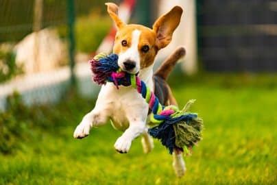 Beagle dog jumping and running with a toy towards the camera