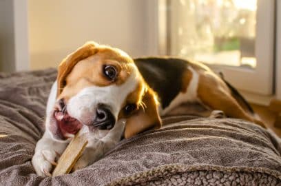 Verwen je hond met deze smakelijke hondensnacks