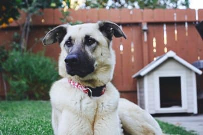 Beautiful animal in her backyard by her dog house. ❤️