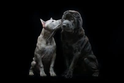 Beautiful dogs kissing on black background