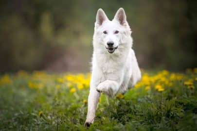 Beautiful Swiss Shepherd running