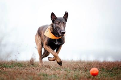 Belgian Shepherd Malinois on a walk. Fall, autumn. Happy dog outdoor. Active dog