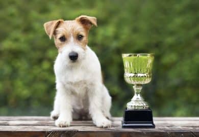 Champion dog concept - jack russell dog sitting near a winner cup