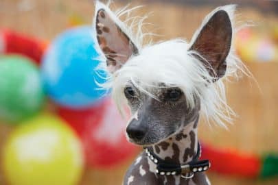 Chinese crested dog