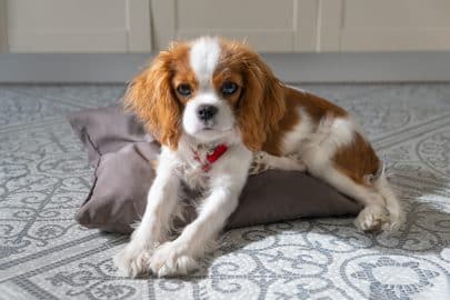 Close up portrait of Cute dog puppy. Cavalier King Charles Spaniel Blenheim.