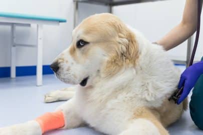 Closeup of veterinarian with stethoscope checking up examining of sick dog at vet clinic.