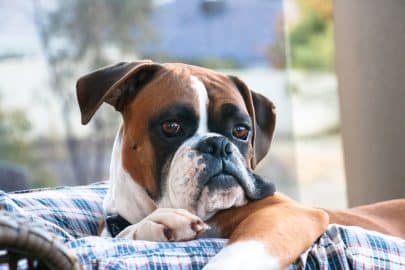 Cute boxer dog