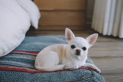 Cute Chihuahua