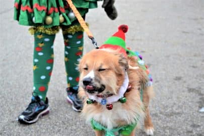 Cute dog sticking out his tongue at the whoville event! Bah humbug!! 🎅🎄 nominated ❤️