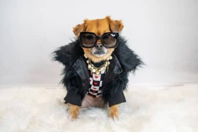 Cute dog wearing black jacket and sunglasses costume