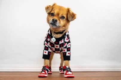 Cute dog wearing heart sweater and shoes