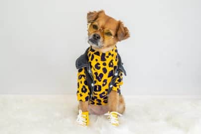 Cute dog wearing yellow outfit