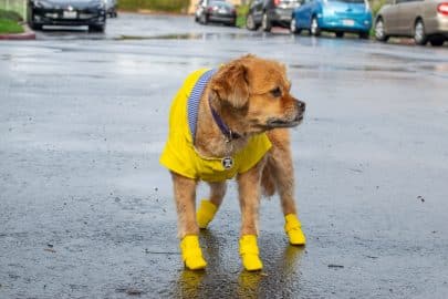 Cute dog wearing yellow rain jacket and boot standing on street