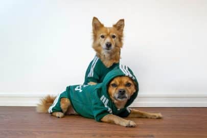 Cute dogs in green sweats