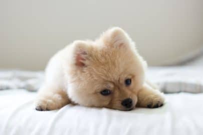 Cute pomeranian puppy lying on the bed