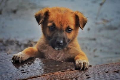 Cute puppy