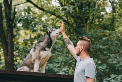 cynologist training with obedient husky dog