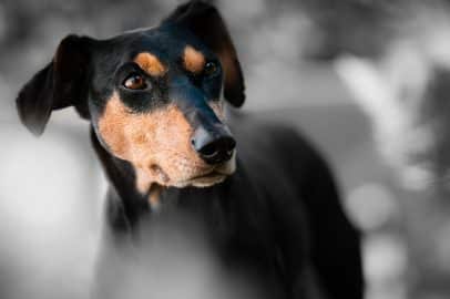 dog