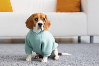 dog at home sitting on floor in dog clothes, pet dog frozen, hipster dog