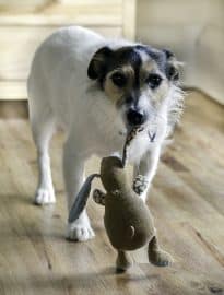 Dog Carrying Toy